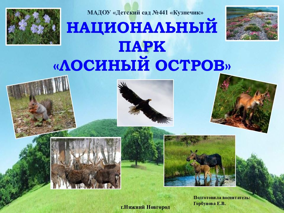 НАЦИОНАЛЬНЫЙ ПАРК «ЛОСИНЫЙ ОСТРОВ» МАДОУ «Детский сад №441 «Кузнечик» г.Нижний