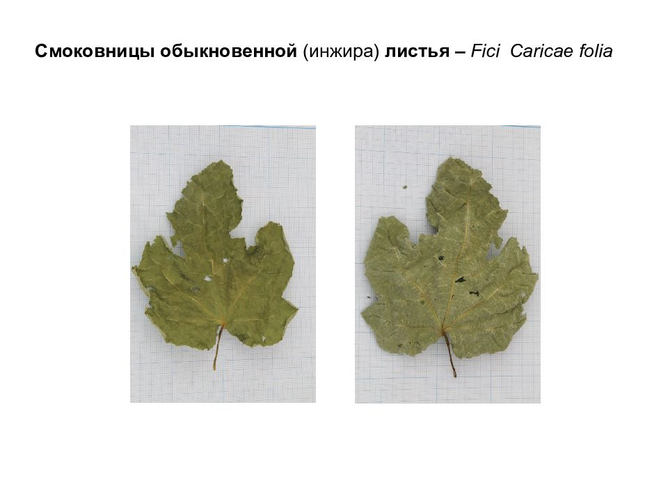 Рассмотрите фотографию листа смородины выберите характеристики. Листья инжира сырье. Фиговый лист размер. Патриархальные фиговые листья.