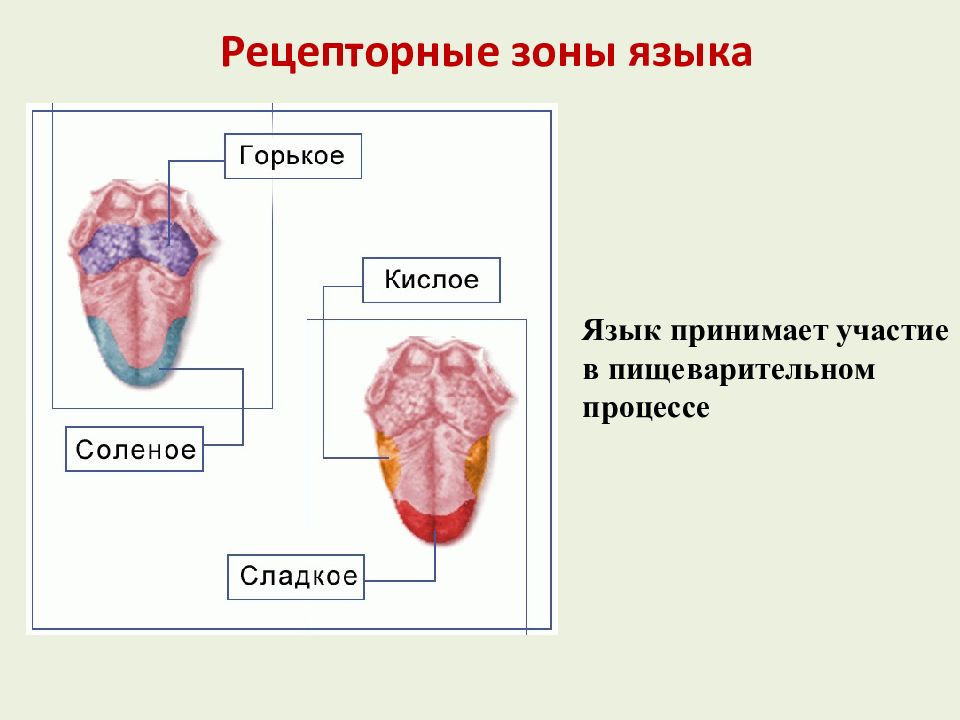 Не чувствую вкуса пищи