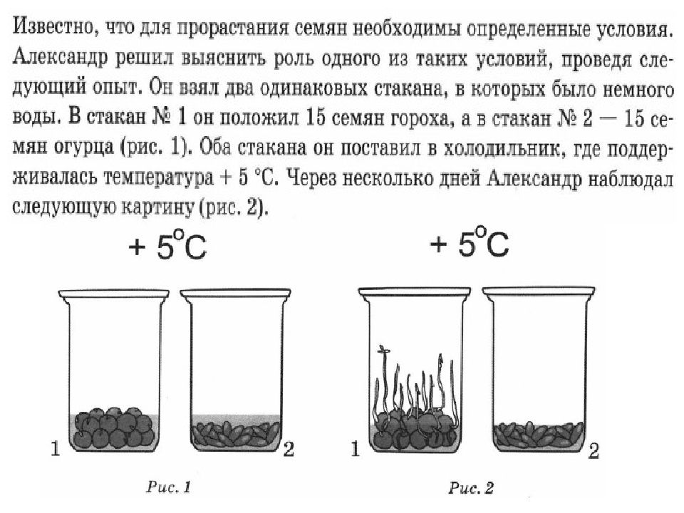 Рассмотрите рисунок в каком сосуде семена