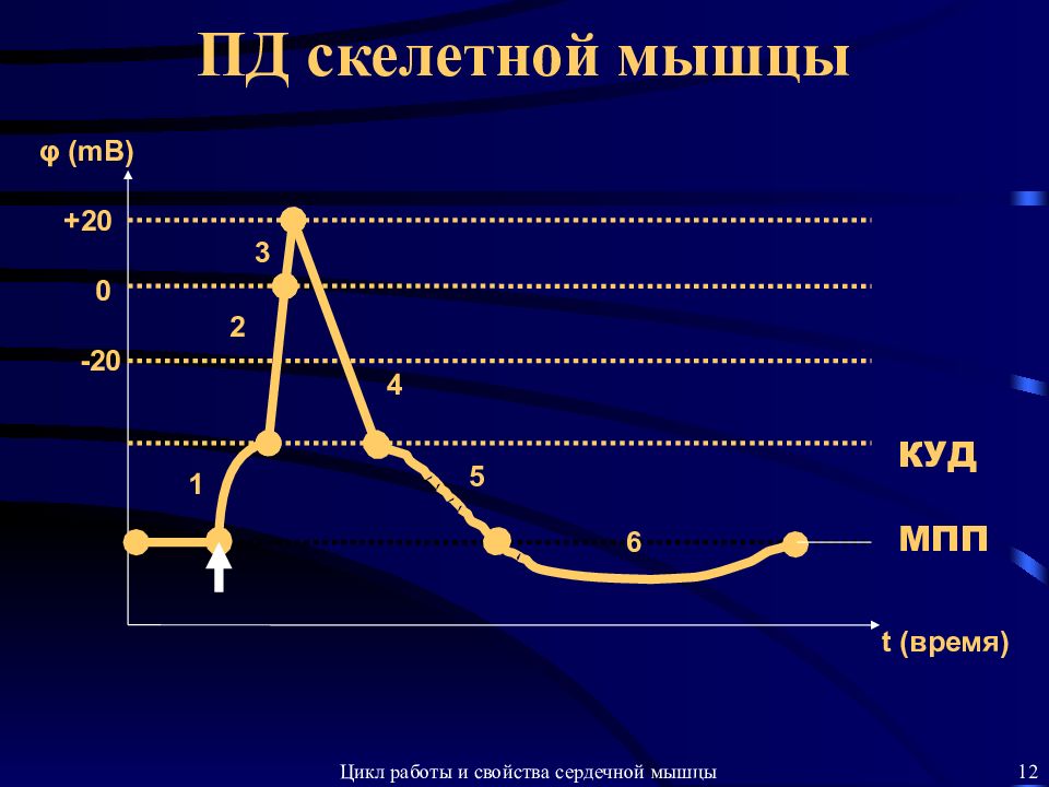 Время пд. График потенциала действия скелетного мышечного волокна. Пд скелетной мышцы график. Потенциал действия скелетной мышцы. Потенциал действия скелетной мышцы график.