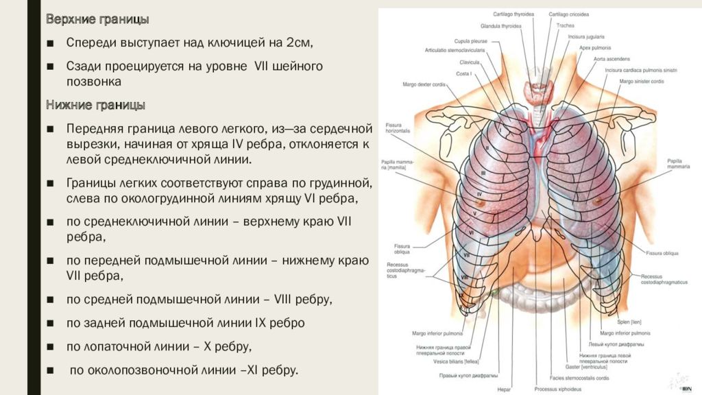 Верхняя справа. Топография грудной клетки сзади. Верхняя граница легких спереди находится. Топографическая анатомия легких. Доли легких топографическая анатомия.