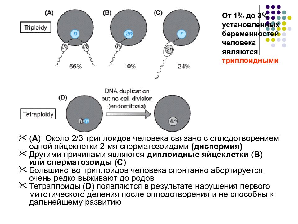 Деление триплоидной клетки. Триплоидов. Триплоидный набор хромосом. Триплоидные клетки.