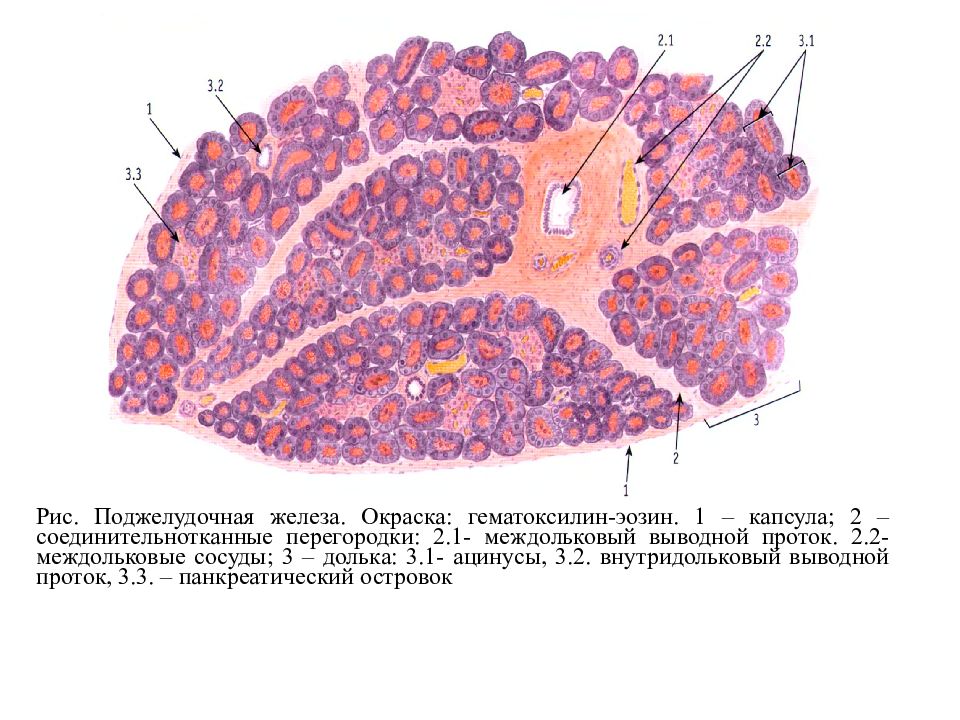 Железистые клетки печени. Строение поджелудочной железы гистология. Концевой отдел поджелудочной железы гистология. Срез поджелудочной железы гистология. Поджелудочная железа окраска гематоксилин-эозином.