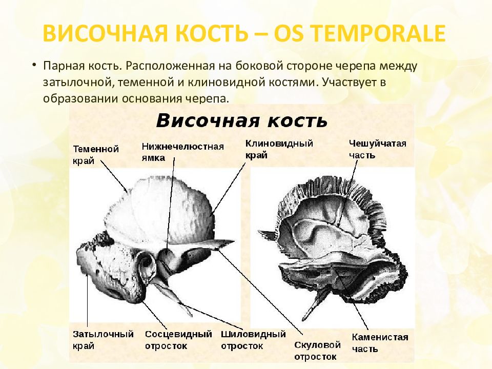 Кости лицевого отдела черепа