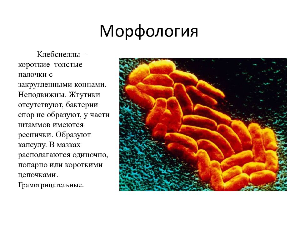 Клебсиеллы презентация микробиология