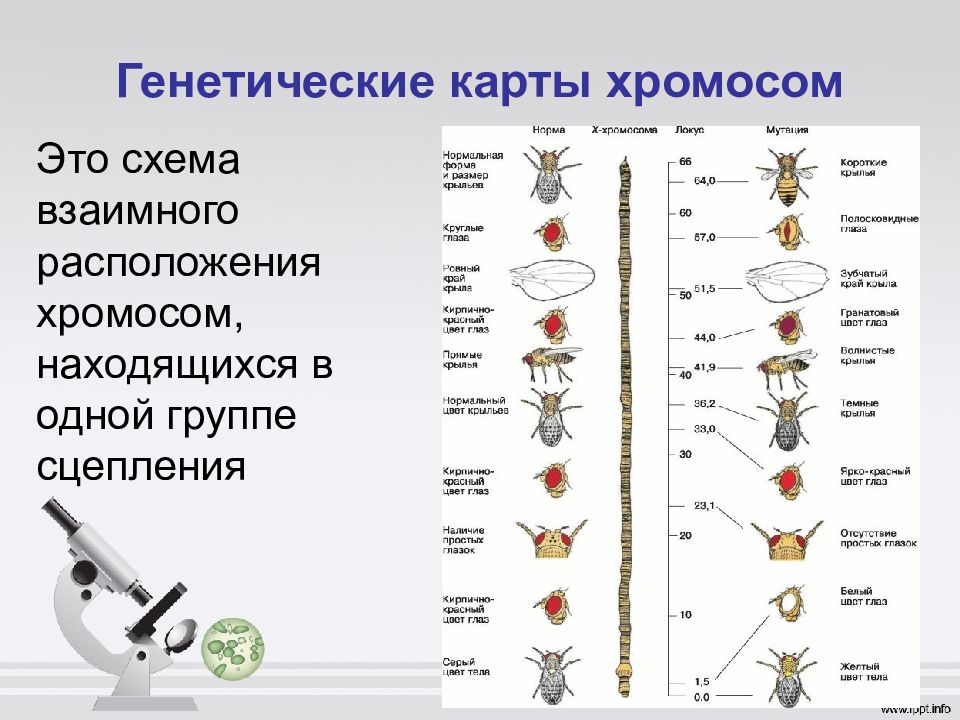 Генетические карты хромосом презентация