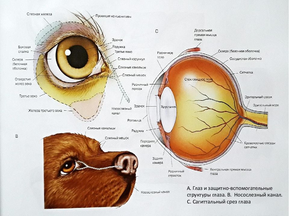 Слезная железа у собак. Строение зрительного анализатора животных. Топография глазного яблока собаки. Строение глаза собаки схема. Строение глаза кота с описанием.