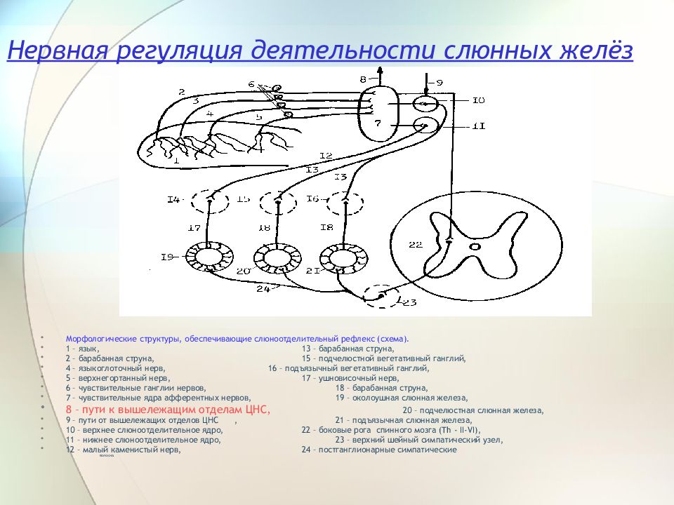 Иннервация слюнных. Схема иннервации слюнных желез. Парасимпатическая иннервация околоушной слюнной железы. Парасимпатическая иннервация околоушной железы. Вегетативная иннервация околоушной железы.