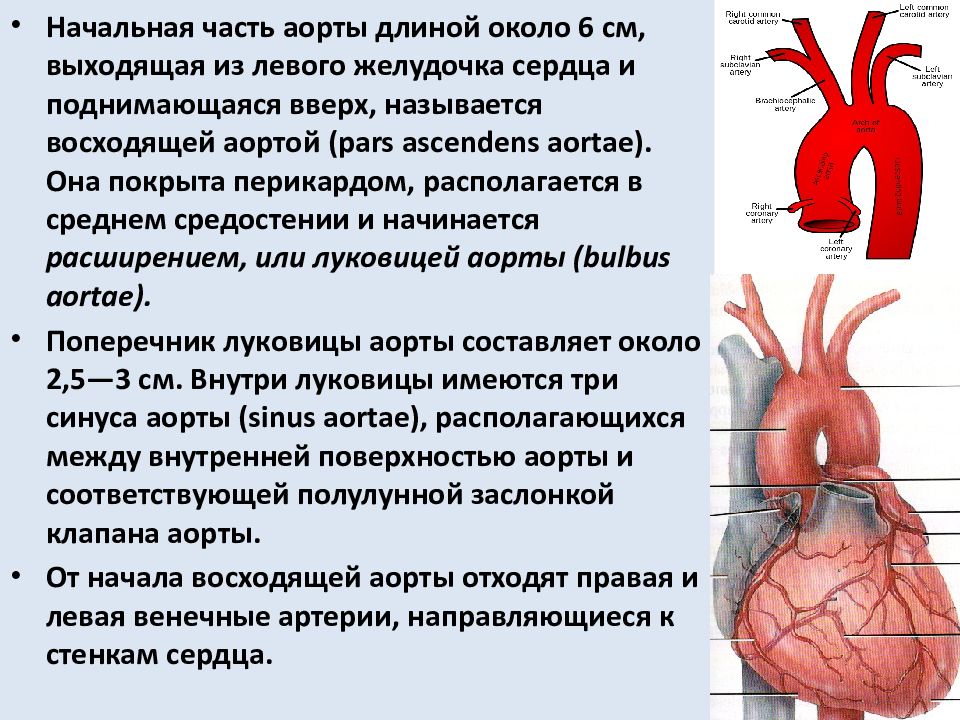 Склероз аорты сердца что. Аорта и легочный ствол. Сердце аорта легочный ствол. Давление в аорте и легочной артерии.