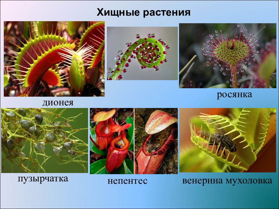 Растение хищник является. Растения хищники. Растения хищники и паразиты. Росянка мухоловка непентес. Хищные растения коллаж.
