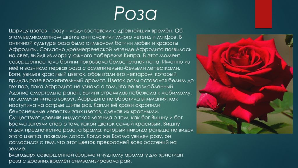 Розочка слова. Легенда о Розе. Описание цветка розы. Рассказ о Розе.
