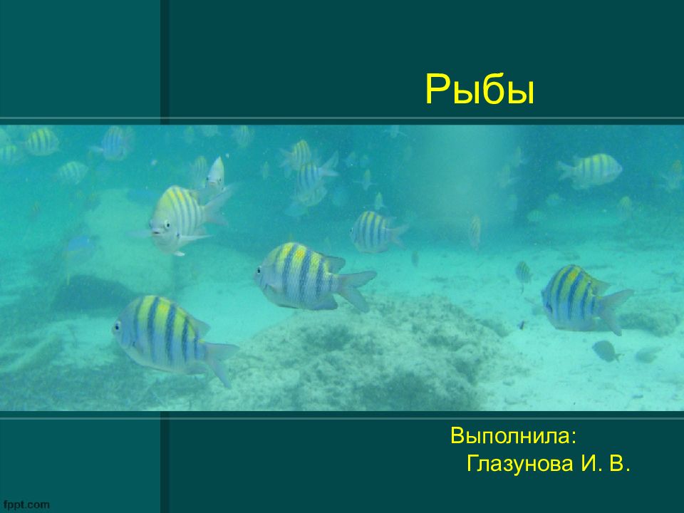 Рыбы