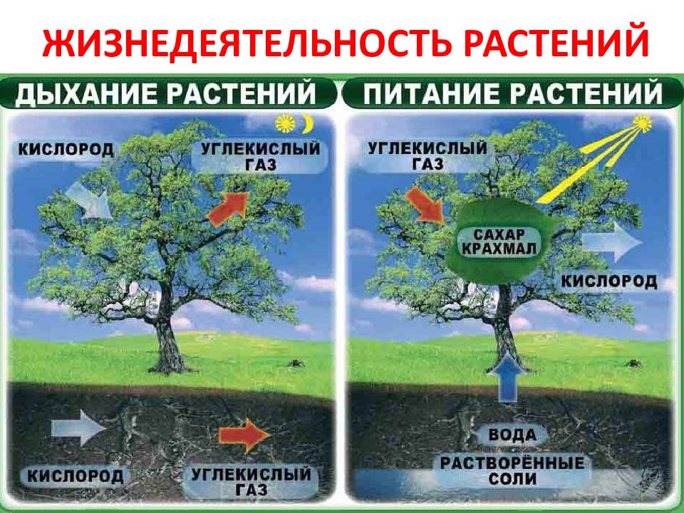 Проект биология 6 класс дыхание растений