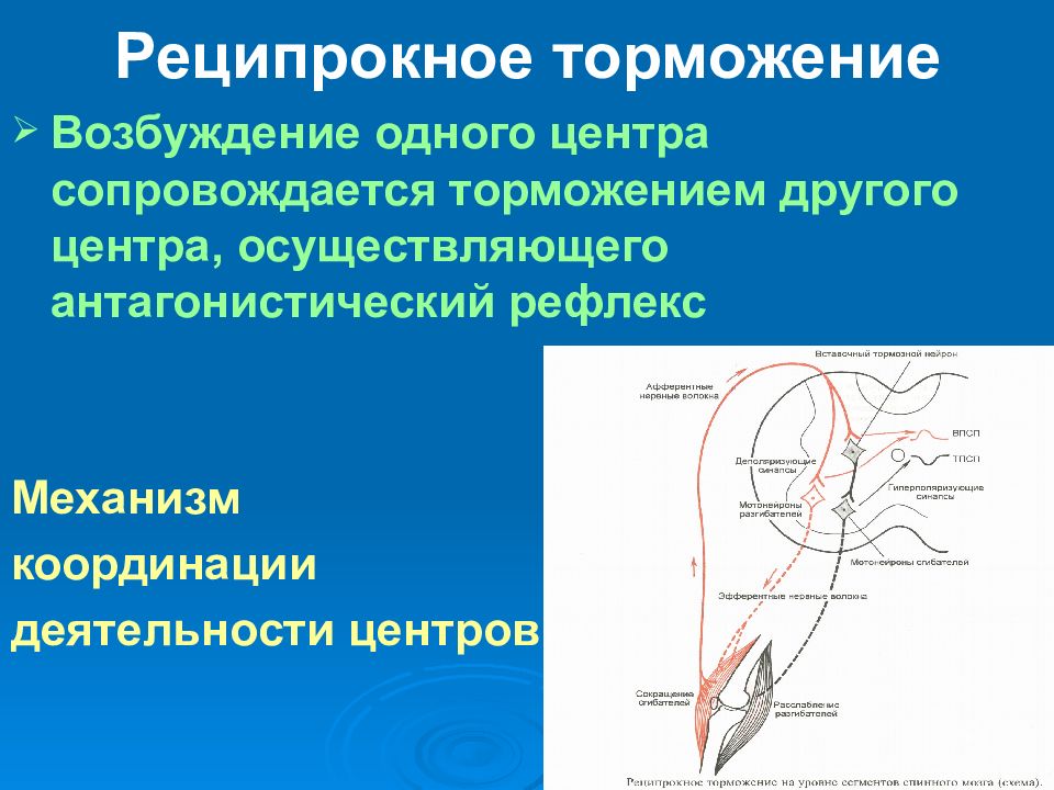 Реципрокная координация проба. Реципрокное торможение физиология. Реципрокная координация. Реципрокное торможение физиология рисунок. Общая физиология ЦНС.