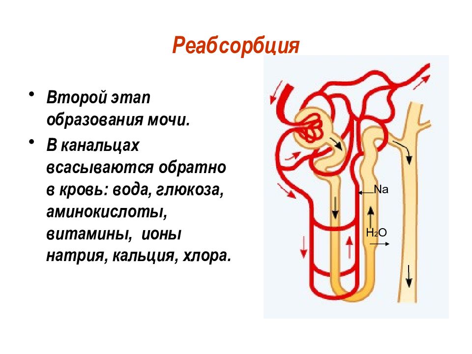 Абсорбция и реабсорбция образование мочи презентация 10 класс