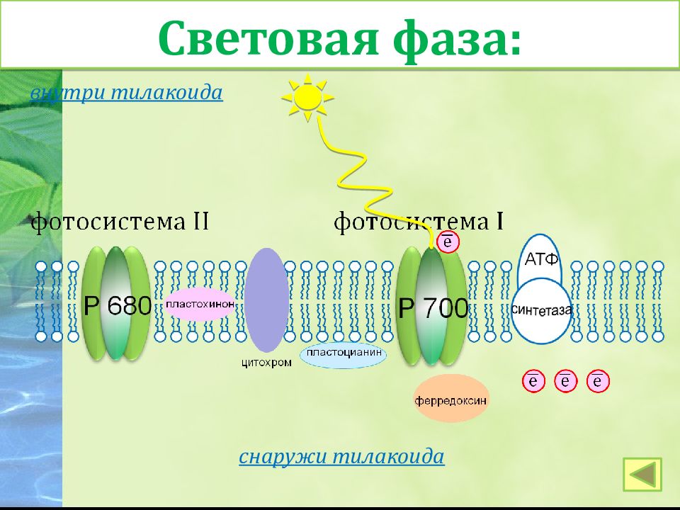 Процессы фотосистемы 1