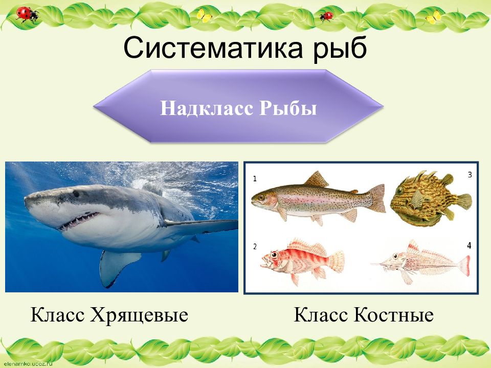 Биология про рыб 7 класс. Надкласс рыбы класс. Систематика хрящевых и костных рыб. Класс хрящевые рыбы. Надкласс костные рыбы.