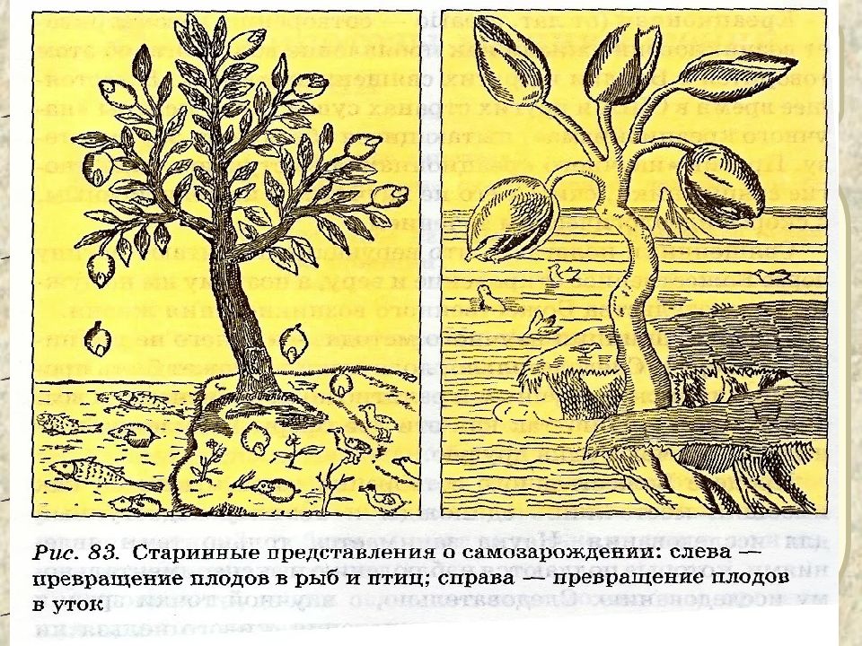 Теория самозарождения картинки