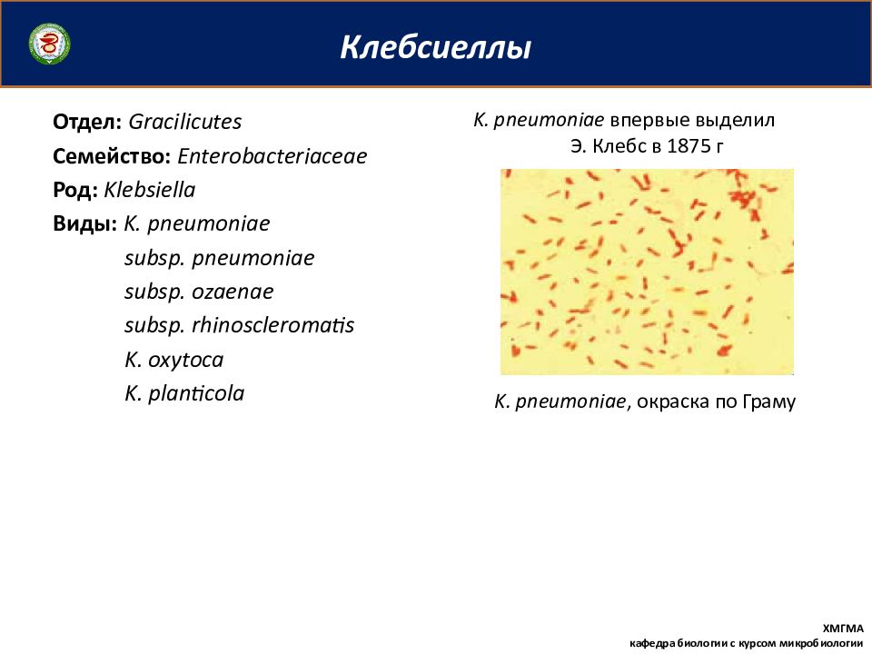 Klebsiella pneumoniae презентация