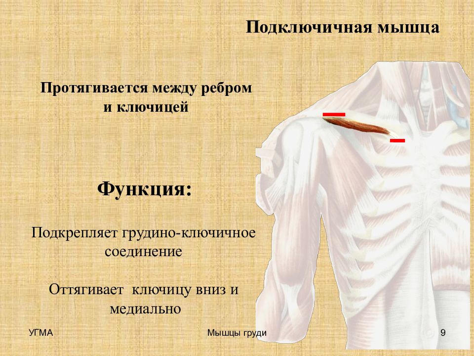 Функции ключицы. Подключичная мышца. Подключичная мышца функции. Подключичная мышца начало и прикрепление. Подключичная мышца мышца.