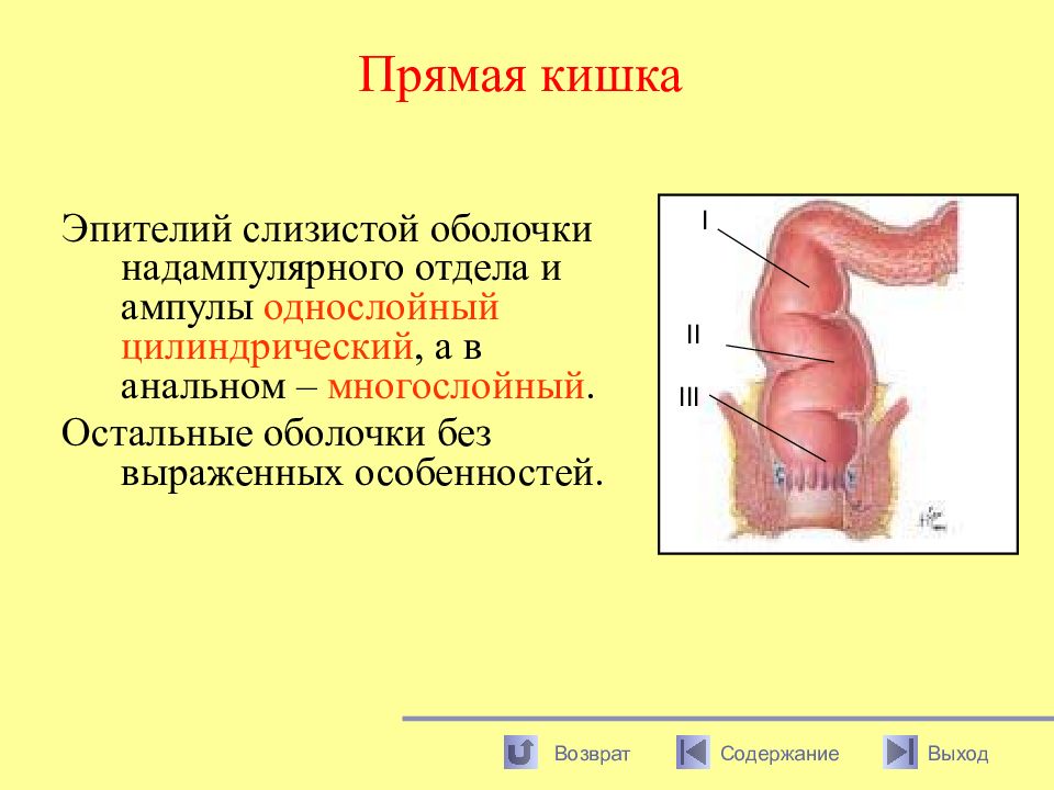 Прямая кишка. Надампулярный отдел прямой кишки.