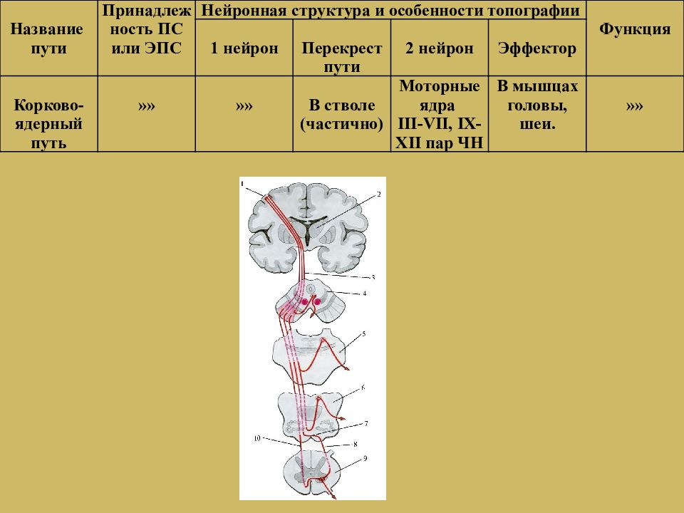 Презентация проводящие пути спинного и головного мозга