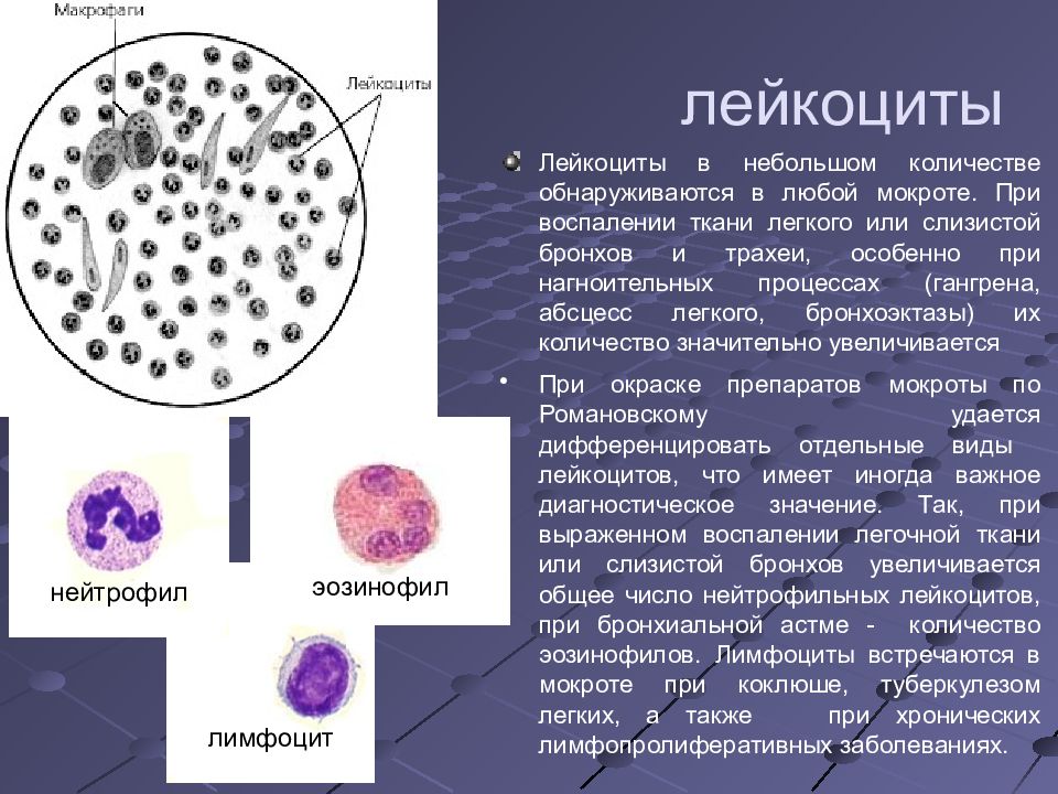 Микроскопия мокроты в картинках с описанием