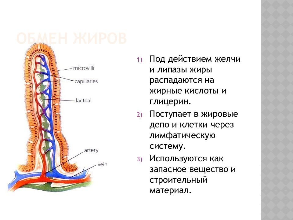 Обмен жиров