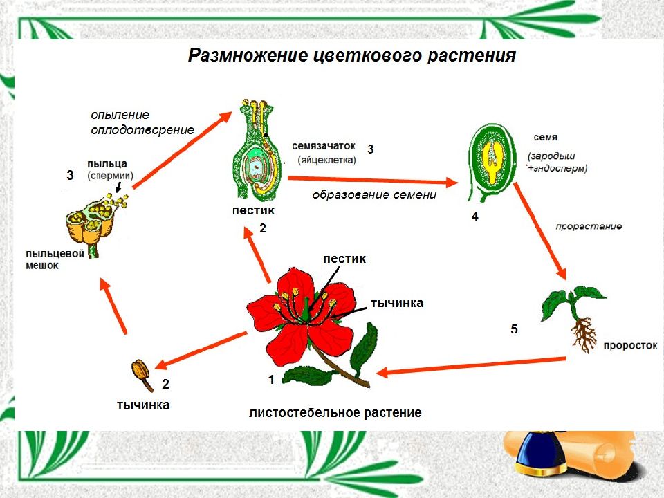 Особенности жизненного цикла покрытосеменных