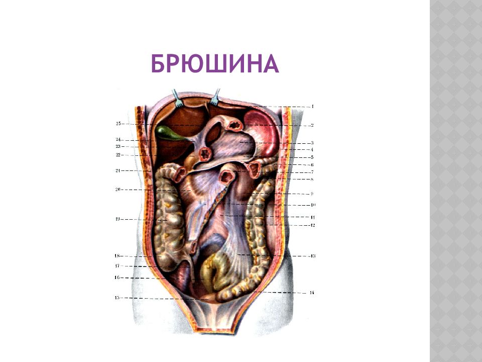 Ходы органов. Брюшина анатомия. Перитонеальная брюшина.