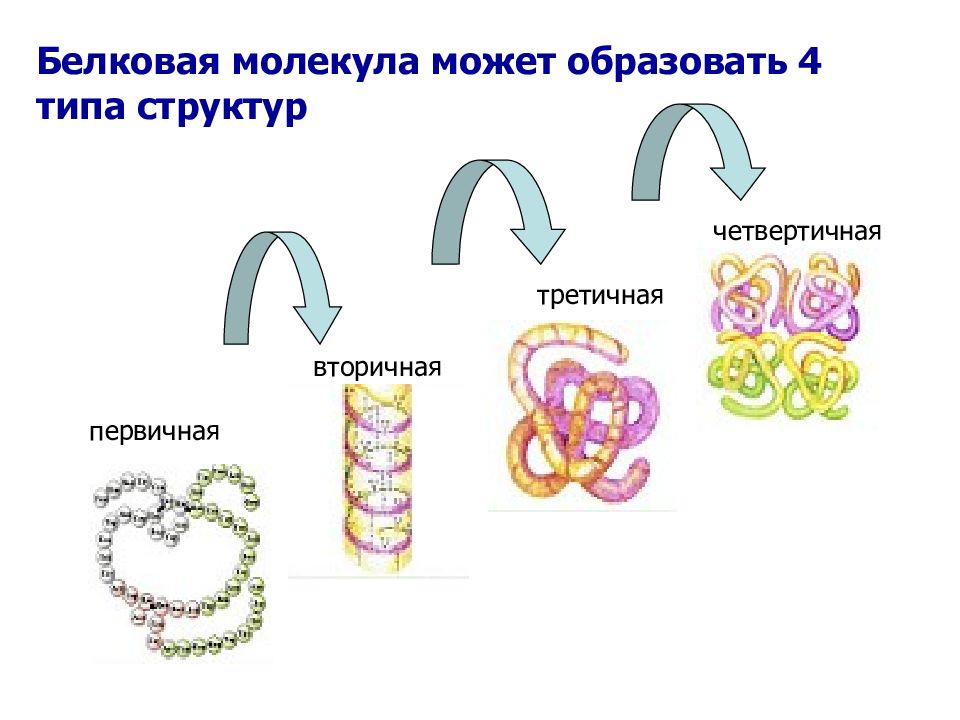 Молекула белка уровни организации белковой молекулы. Строение первичной структуры белковых молекул. Строение молекулы белка первичная структура. Белки строение белковой молекулы. Вторичная структура белковой молекулы.