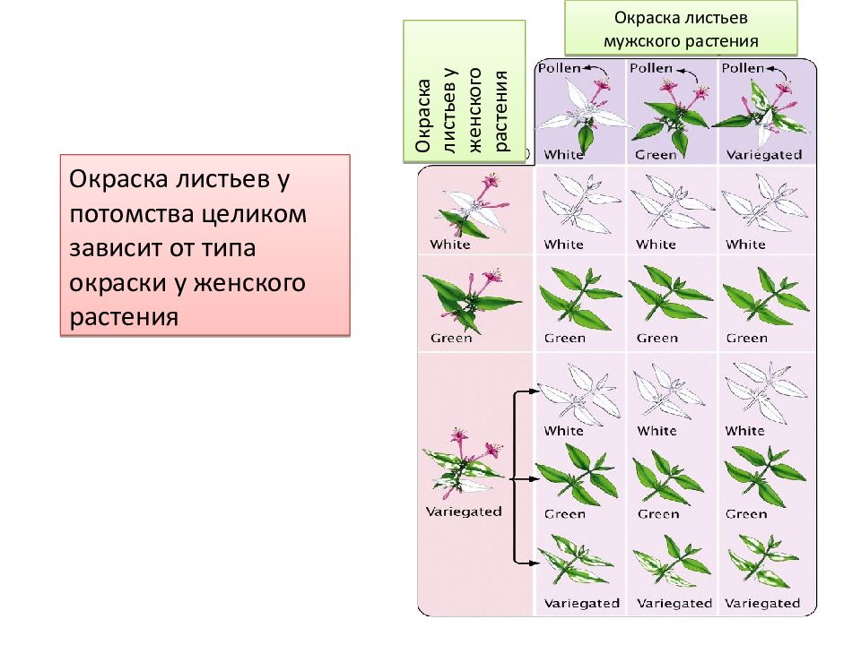 Окраска растений. Наследственность у растений. Типы окрасок у растений. Виды наследственности у растений. Наследственность у растений примеры.