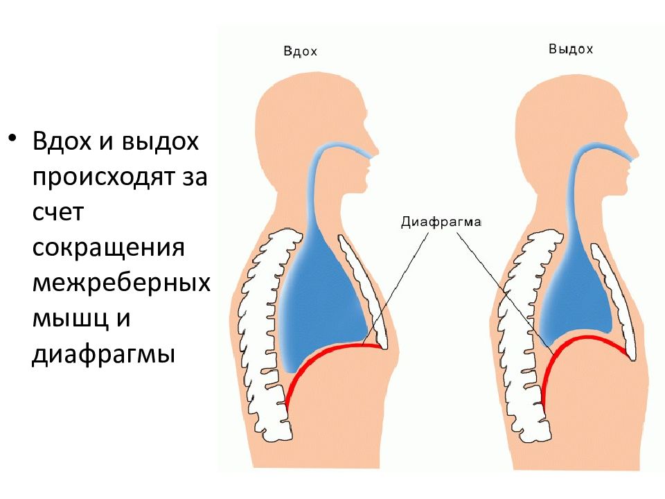 1 развитие органов дыхания