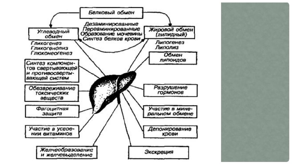 Функции печени огэ