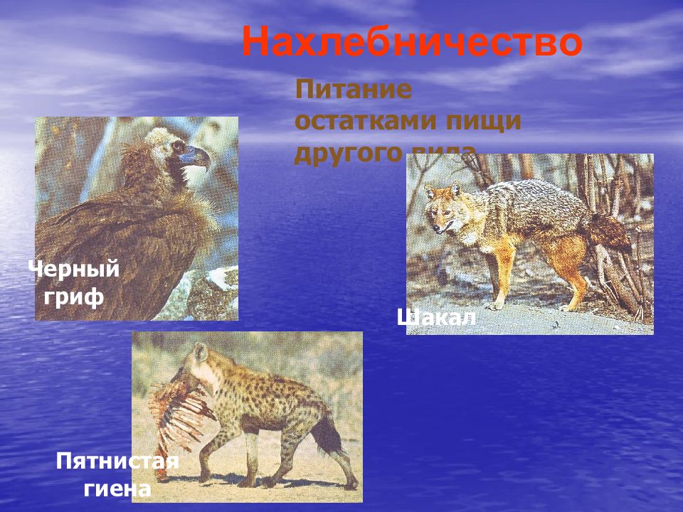 Нахлебничество примеры животных. Нахлебничество рисунок. квартиранство и нахлебничество. нахлебничество тип взаимоотношений.