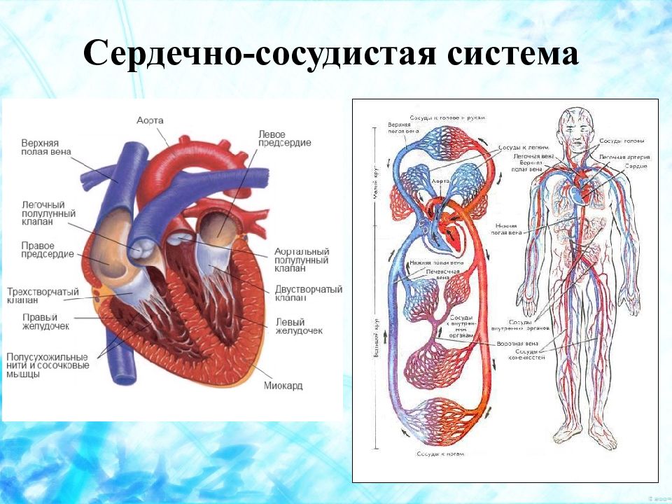 Сердечно сосудистая система физкультура. Сердечно сосудистая система рисунок. Сердечно сосудистая система нарисовать. Кровеносная система в физкультуре. Сердечно сосудистая система картинка детская.