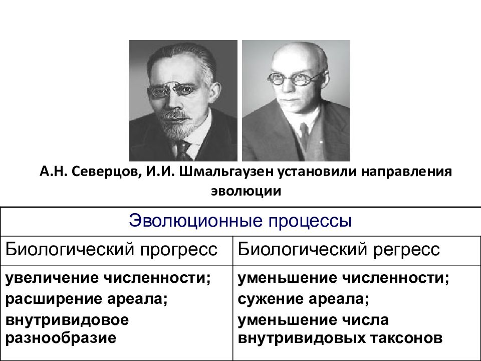 Ученые направления. Шмальгаузен и Северцев. А Н Северцов и и и Шмальгаузен. Теория Шмальгаузена. Северцов и Шмальгаузен теория.