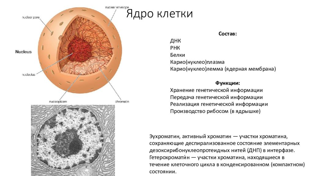 В ядре клетки находятся. Хроматин в ядре клетки. Хроматин гистология. Процессы в ядре клетки. Как выглядит клеточное ядро.