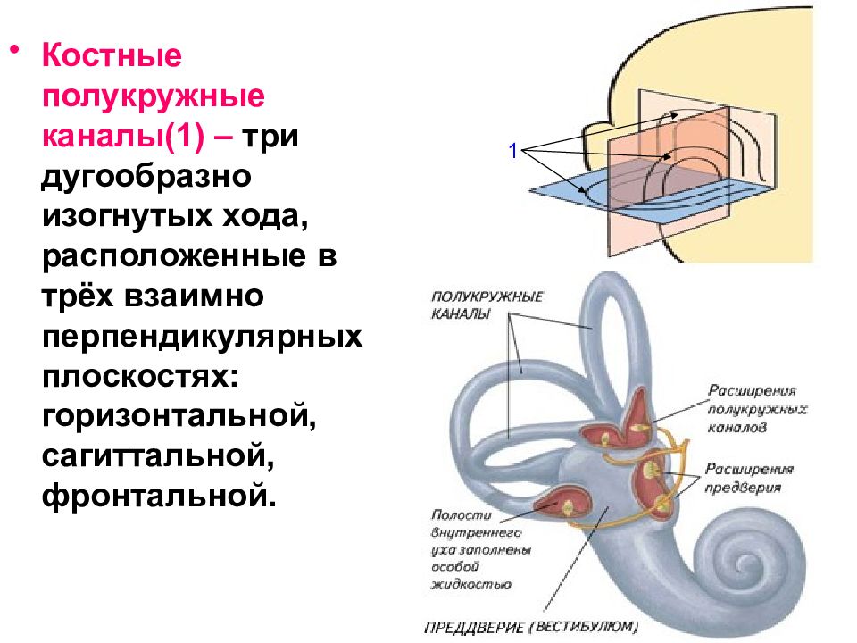 Какой цифрой на рисунке обозначены полукружные каналы