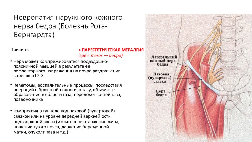 Нейропатия полового нерва у мужчин. Невропатия бедренного нерва анатомия. Наружный подкожный нерв бедра. Невропатия наружного кожного нерва бедра (болезнь рота)..