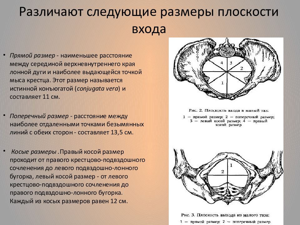 Женский таз с акушерской точки зрения презентация