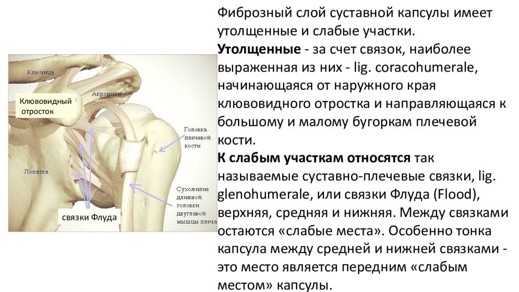 Акромиально ключичных сочленений 1 ст. Виды суставов анатомия. План описания сустава. Акромиально-ключичный сустав анатомия.