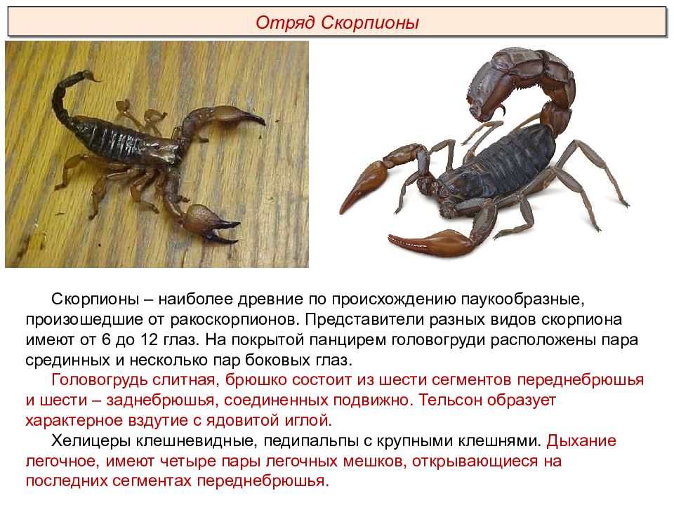 Какой тип развития характерен для скорпиона. Отряд Скорпионы общая характеристика представители. Паукообразные представители Скорпион. Класс паукообразные Скорпионы. Членистоногие Скорпион.