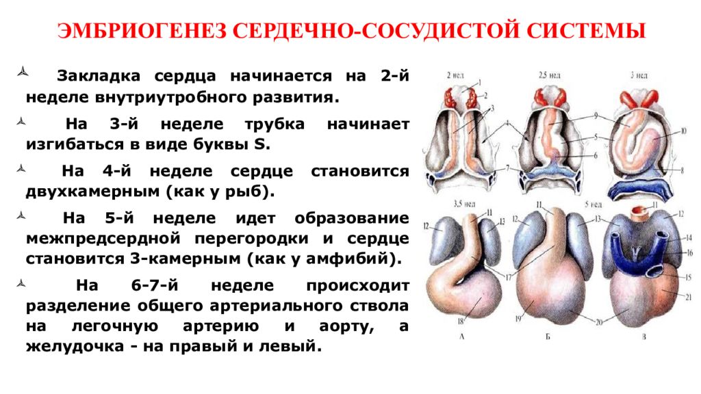 Афо органов кровообращения презентация