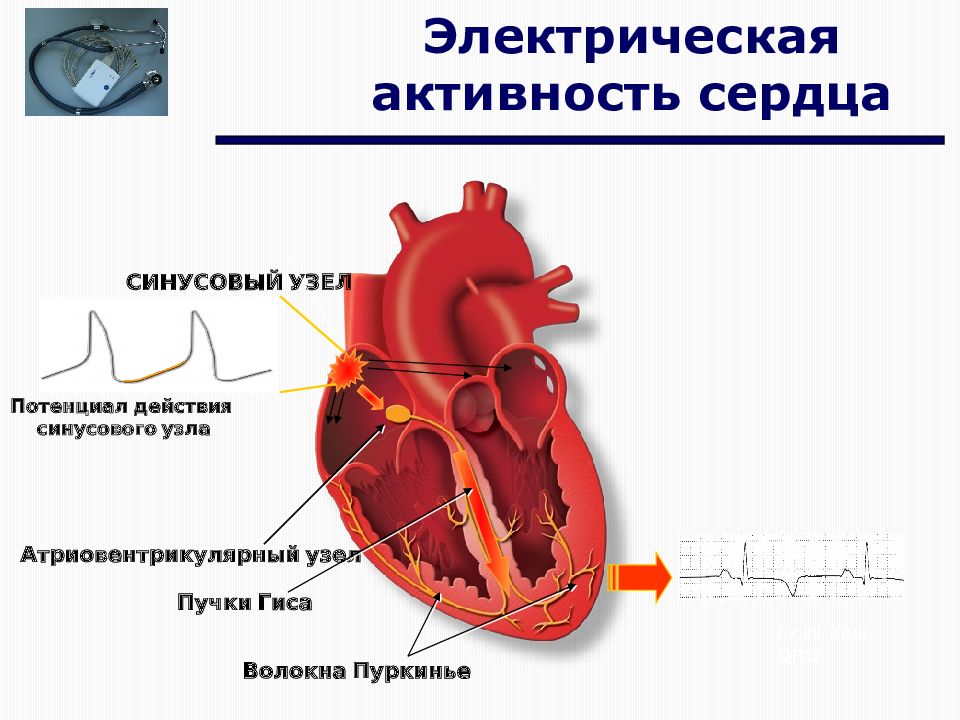 Электрические явления в сердце. Синусовый узел сердца. Электрическая активность сердца. Электрическая активность миокарда. Биоэлектрическая активность миокарда это.