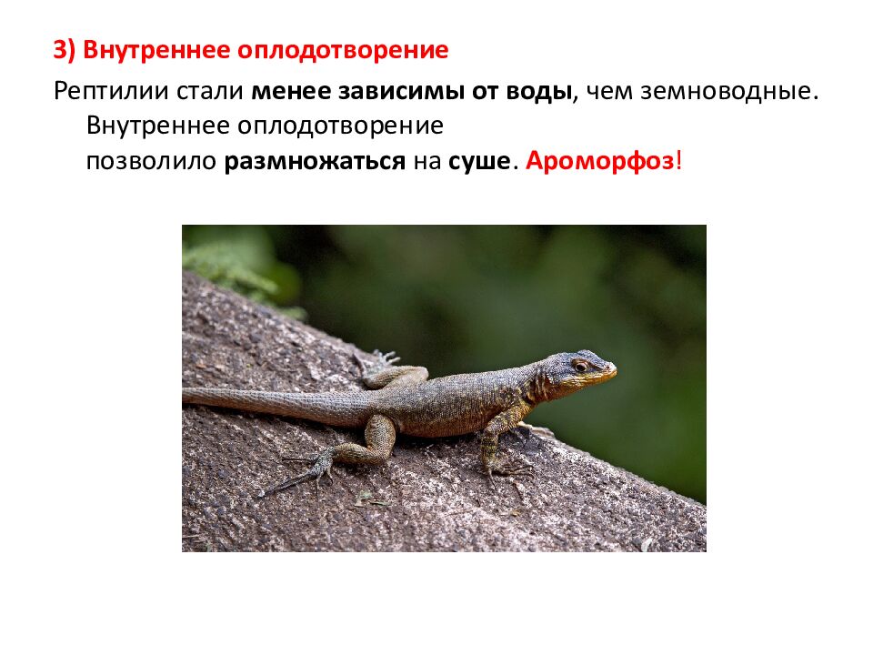 Ароморфозы пресмыкающихся
