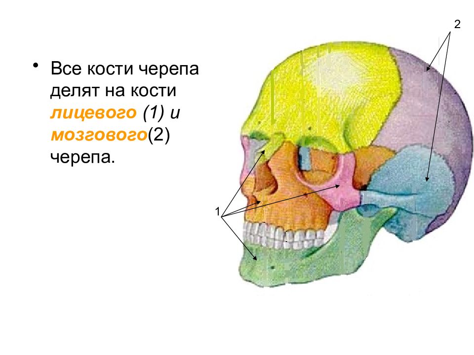 Анатомия лицевого черепа. Кости лицевого черепа. Лицевая кость черепа. Кости мозгового черепа презентация. К костям лицевого черепа относится.