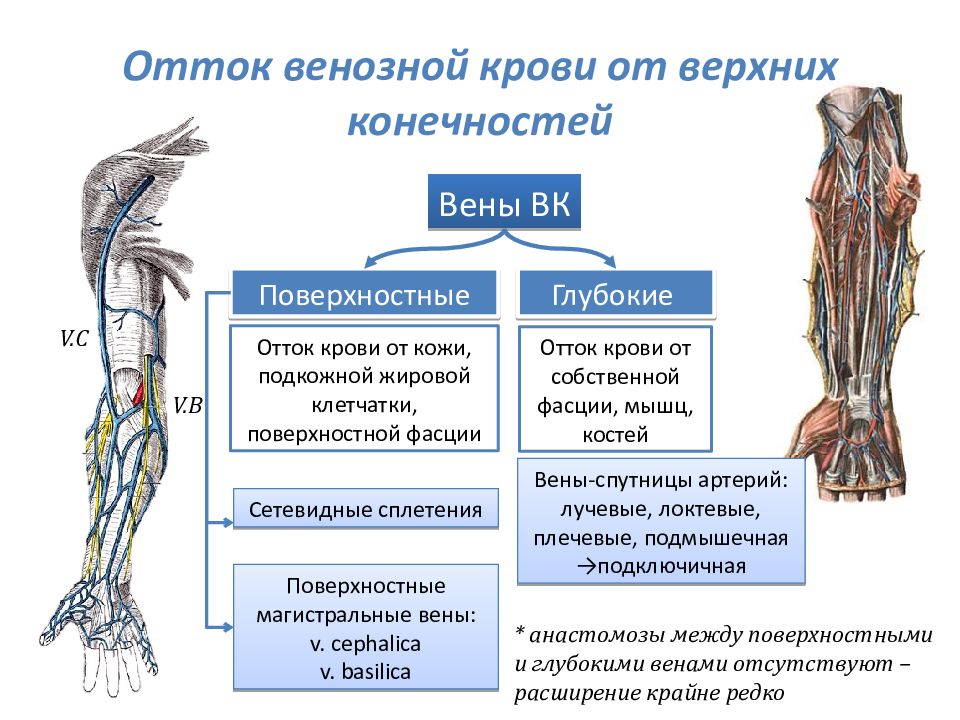 Схема венозного кровотока верхней конечности