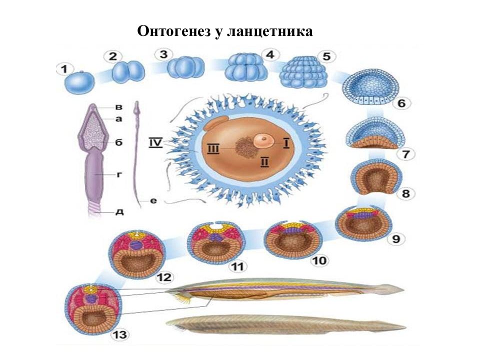 Схема эмбриогенеза ланцетника название какой его стадии. Схема эмбрионального развития ланцетника. Схема эмбриогенеза ланцетника. Схема онтогенеза ланцетника. Этапы онтогенеза ланцетника.